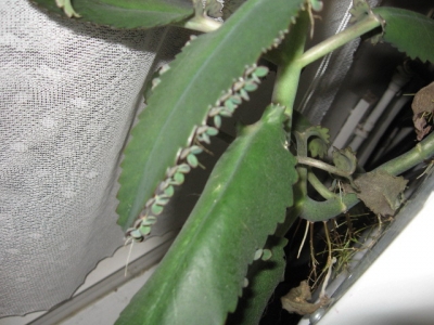 Plantlets on the parent plant