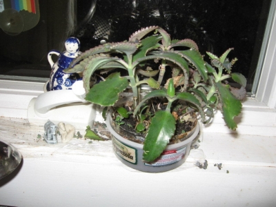 These dudes need to be repotted.