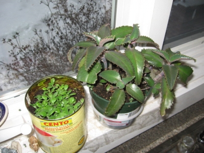 Repotted mature plant and a can full of babies.