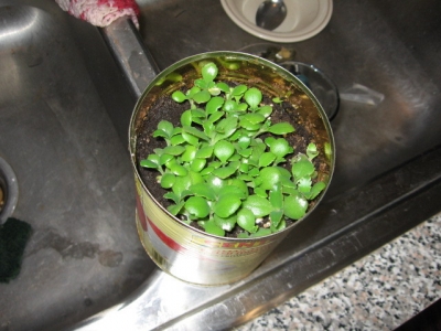 These guys are ready to have their very own pots.