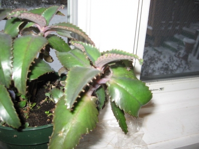 Hard to get a closeup of the growth spurs.