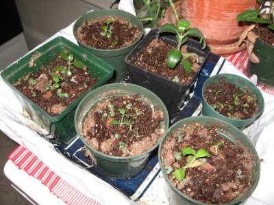 New plants, ready for delivery to collaborators.