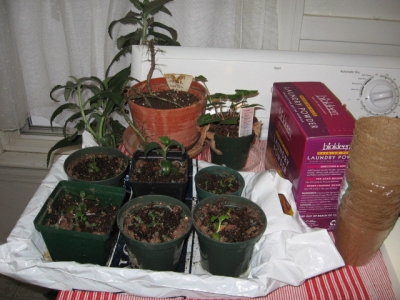 New plants, with grandma behind them.  I need this space for garden seedlings!