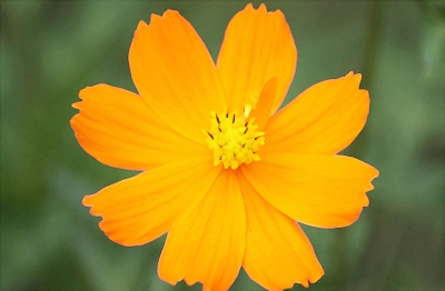 sfocoreopsis1.jpg