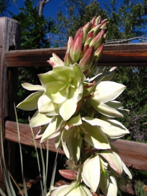 yucca.jpg