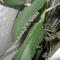Plantlets on the parent plant