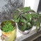 Repotted mature plant and a can full of babies. Repotted mature plant and a can full of babies.