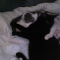 E donated her face already, but the black one is Magellan and I don't know the spotted one.   E donated her face already, but the black one is Magellan and I don't know the spotted one.