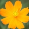 sfocoreopsis1.jpg