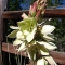 yucca.jpg yucca.jpg