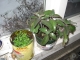 Repotted mature plant and a can full of babies.
