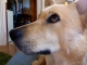 Gnocchi, D's dog, donating her face too!  Isn't she sweet?