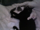 E donated her face already, but the black one is Magellan and I don't know the spotted one.  