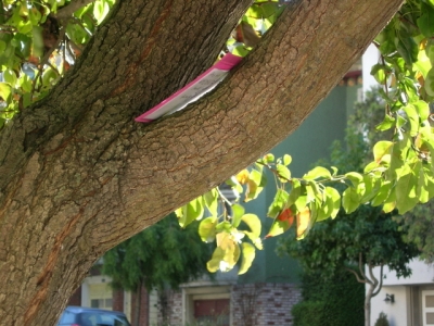 ...from its safe perch.