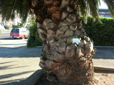 SEVEN kept slipping into the palm tree.