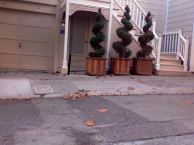 curly fries or trees?