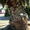 SEVEN kept slipping into the palm tree.