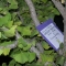 The Taking Tree by emma ungoldman The Taking Tree by emma ungoldman