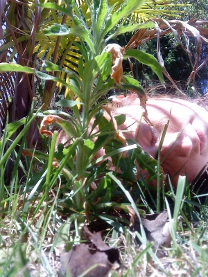 of pearl weed coral and stones;