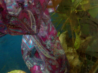 through my dreams last