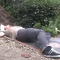 gardening under the influence