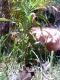 of pearl weed coral and stones;