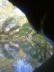 poising