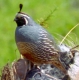 a quail