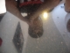 SDC13607.JPG