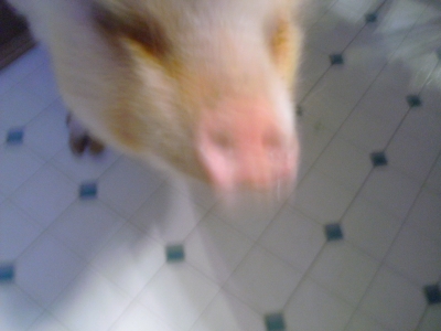 Fiona