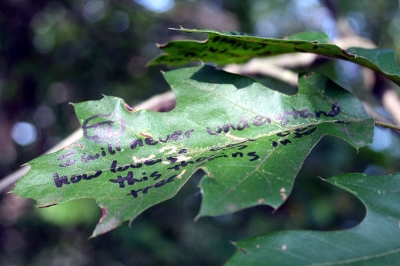annotation_4.jpg