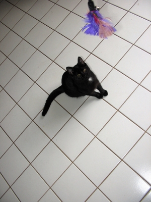 consolation: kitten baiting consolation: kitten baiting