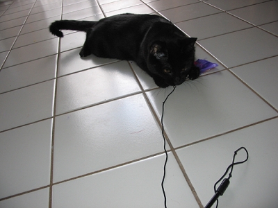 gratuitous cuteness.