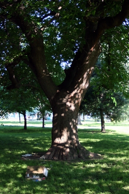 Patterson Park -- tree? Patterson Park -- tree?