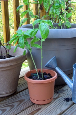 Basil, with his brothers and sisters