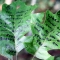 Object Annotation by saille is planting praxis Object Annotation by saille is planting praxis