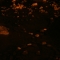 Night Photography by saille is planting praxis, robin Night Photography by saille is planting praxis, robin