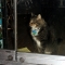 store cat wants out