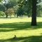 Patterson Park --  a squirrel.