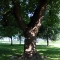 Patterson Park -- tree?
