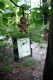 gwynnsfalls_tree.jpg