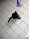 consolation: kitten baiting