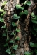 leakin_ivy.jpg