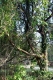 leakin park willow