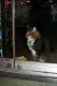store cat wants out