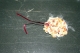 test cookie