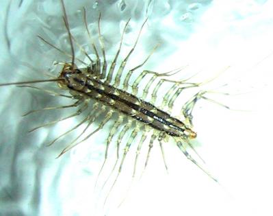 centipede_whole.jpg centipede_whole.jpg