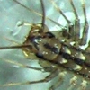 centipede_close.jpg
