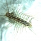 centipede_whole.jpg