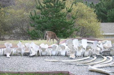 deer